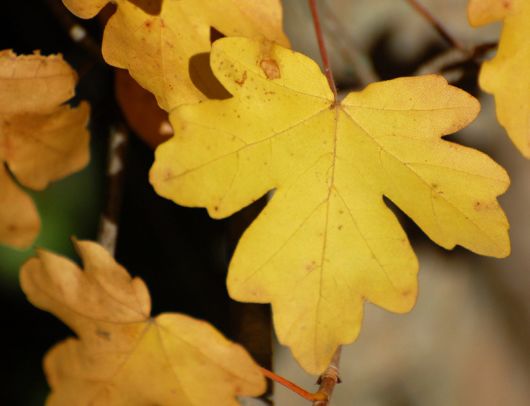 Beautiful Leaves: Amazing Creation of Nature