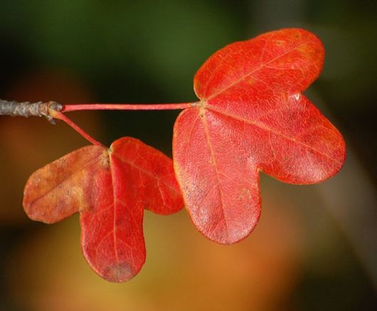 Beautiful Leaves: Amazing Creation of Nature