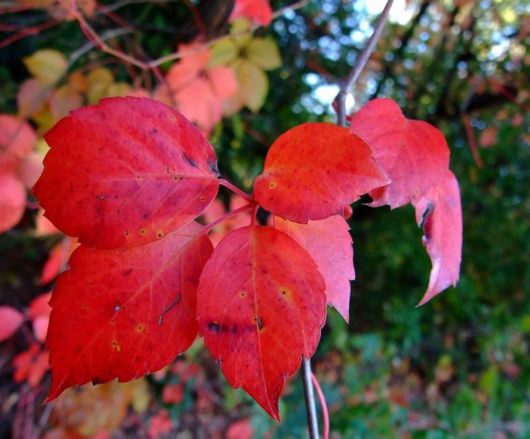 Beautiful Leaves: Amazing Creation of Nature