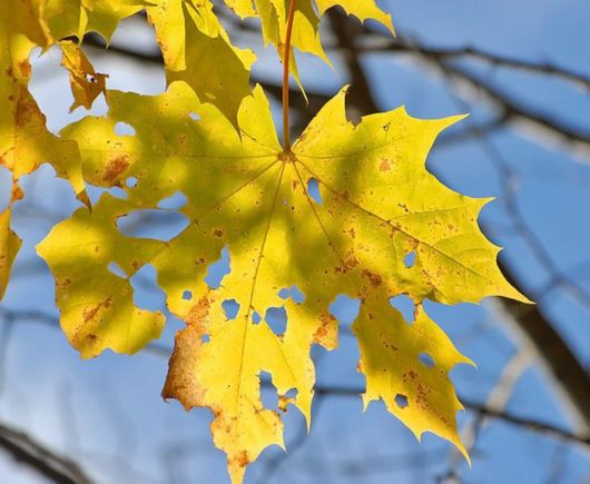 Beautiful Leaves: Amazing Creation of Nature