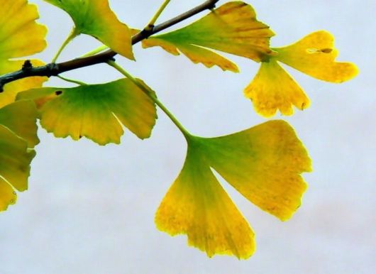 Beautiful Leaves: Amazing Creation of Nature
