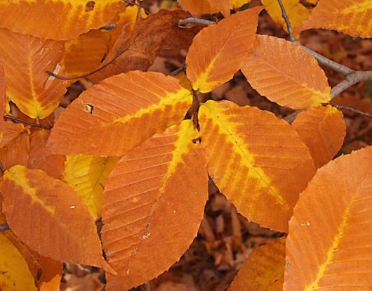 Beautiful Leaves: Amazing Creation of Nature