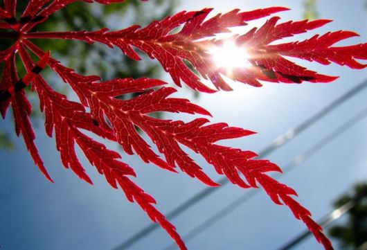 Beautiful Leaves: Amazing Creation of Nature