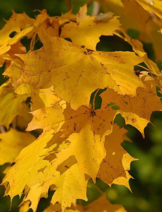 Beautiful Leaves: Amazing Creation of Nature