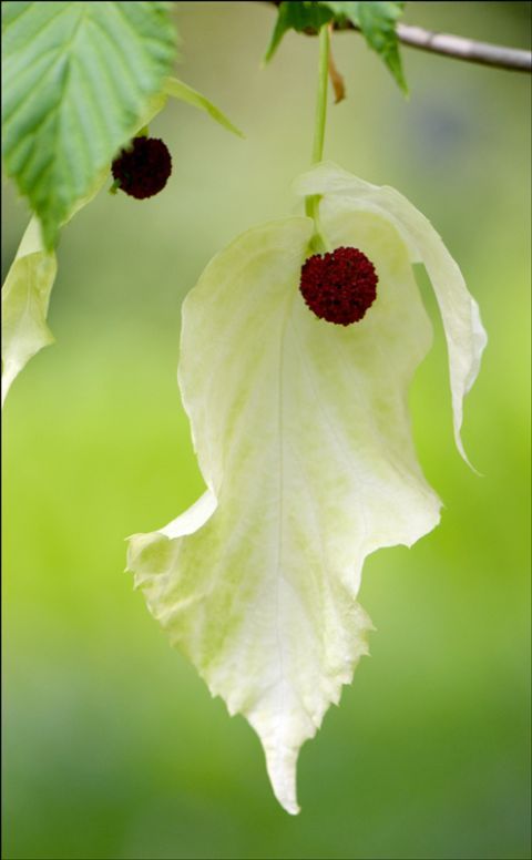 Beautiful Leaves: Amazing Creation of Nature