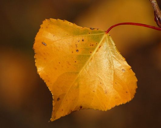 Beautiful Leaves: Amazing Creation of Nature