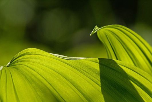 Beautiful Leaves: Amazing Creation of Nature