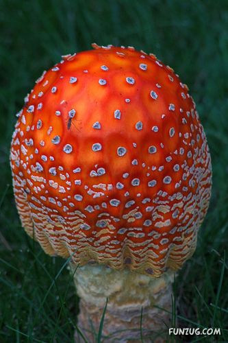 Beautiful Different Mushrooms