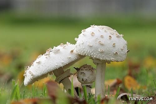 Beautiful Different Mushrooms