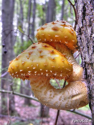 Beautiful Different Mushrooms