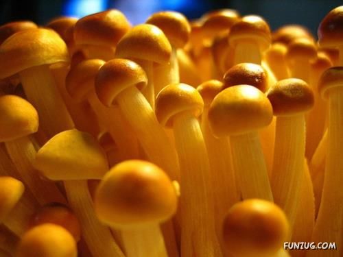 Beautiful Different Mushrooms