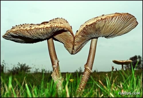 Beautiful Different Mushrooms