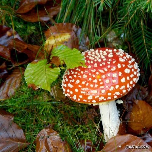 Beautiful Different Mushrooms