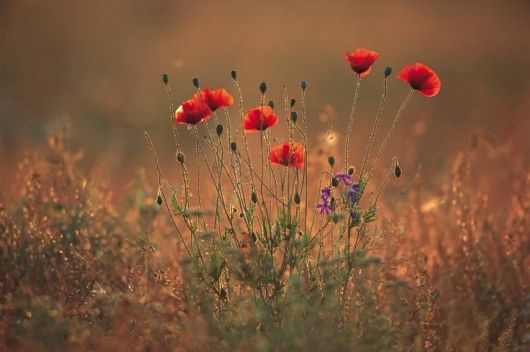 How Beautiful is Our Planet