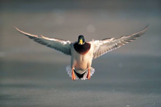 How Beautiful is Our Planet