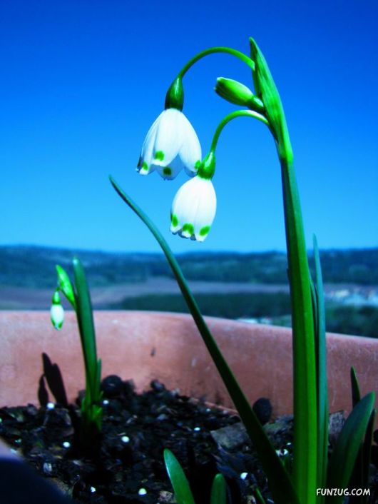 Colourful Bom Dia Flower