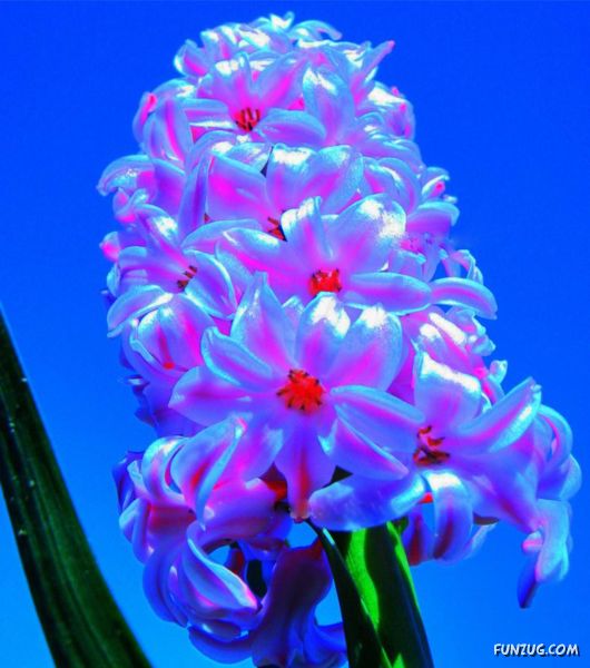 Colourful Bom Dia Flower