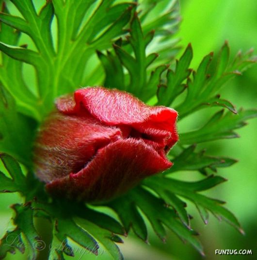 Colourful Bom Dia Flower