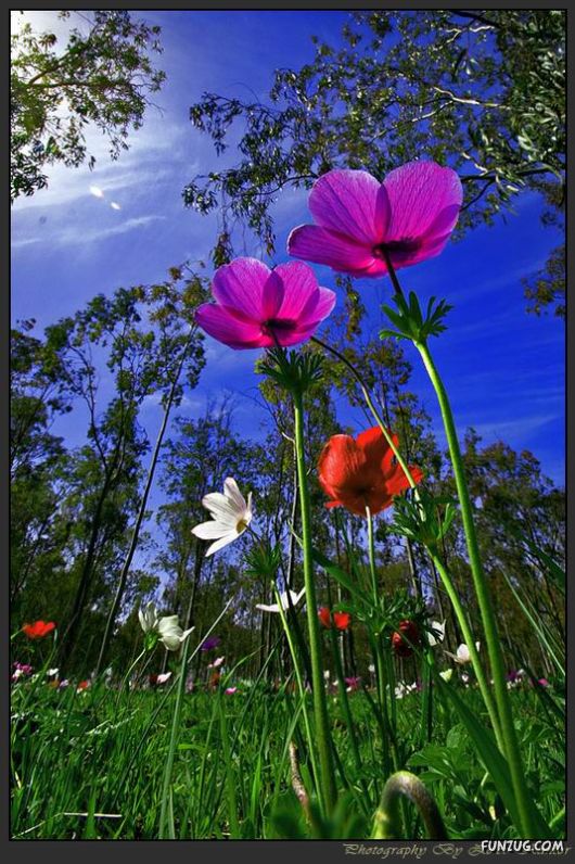 Colourful Bom Dia Flower