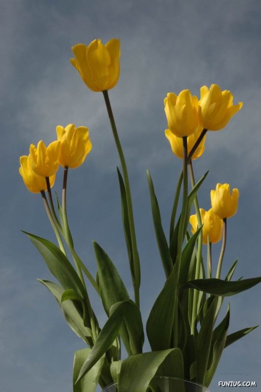 Colourful Bom Dia Flower