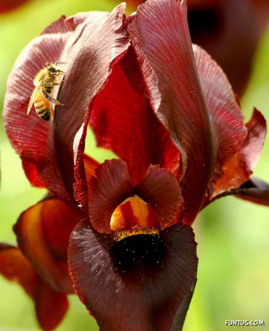 Colourful Bom Dia Flower