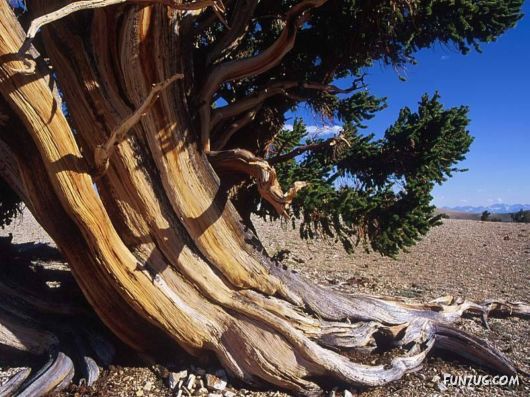 Amazing Faces of Nature