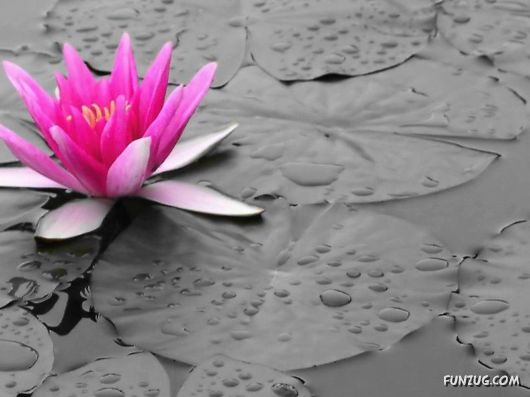 Beautiful Bunch of Flowers