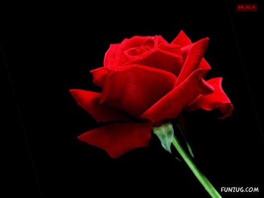 Beautiful Bunch of Flowers