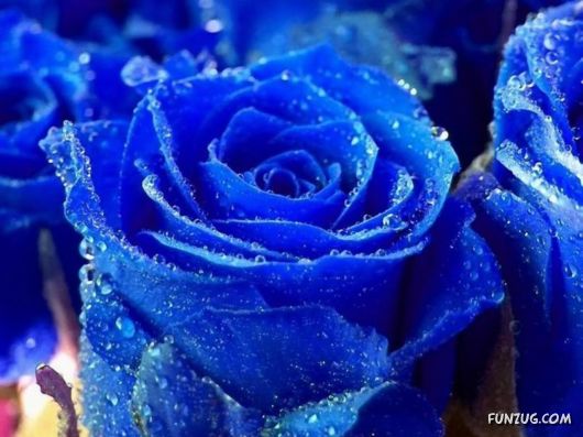 Beautiful Bunch of Flowers