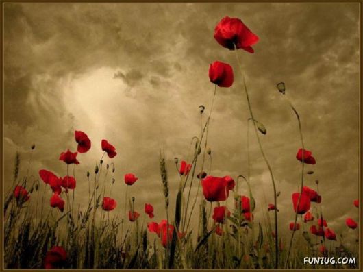 Beautiful Bunch of Flowers