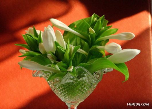 Beautiful Bunch of Flowers