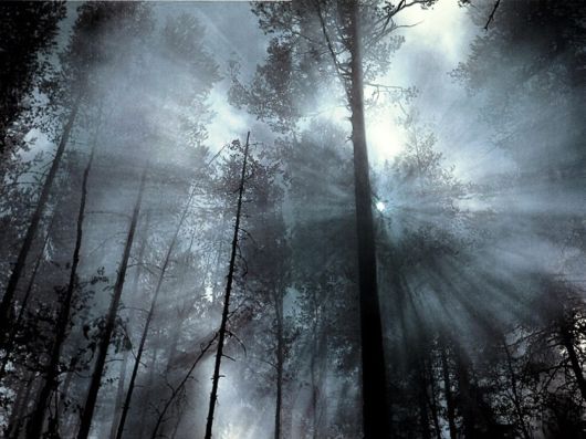 Amazing Foggy Nature Pictures