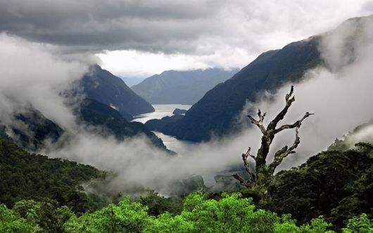 Amazing Foggy Nature Pictures