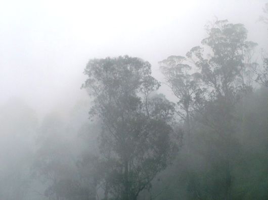 Amazing Foggy Nature Pictures