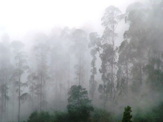 Amazing Foggy Nature Pictures