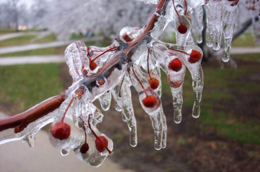 Image result for ice on cherry