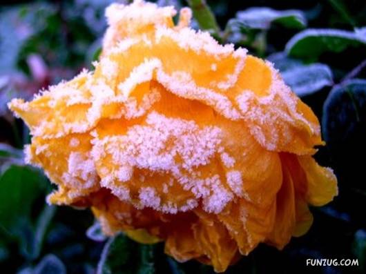 Have You Ever Seen Frozen Roses ?