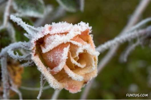 Have You Ever Seen Frozen Roses ?