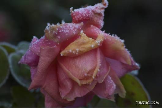 Have You Ever Seen Frozen Roses ?