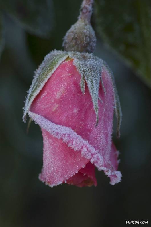 Have You Ever Seen Frozen Roses ?
