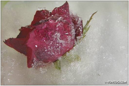 Have You Ever Seen Frozen Roses ?