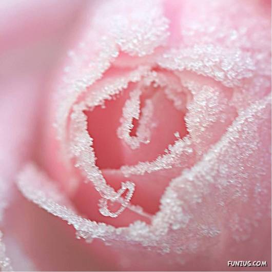Have You Ever Seen Frozen Roses ?