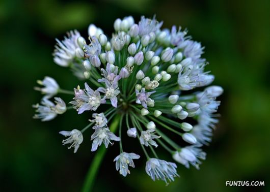 Green & White Beautiful Flowers