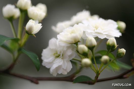 Green & White Beautiful Flowers