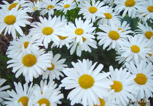 Green & White Beautiful Flowers