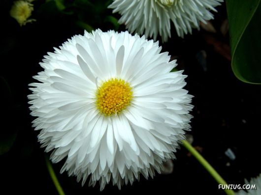 Green & White Beautiful Flowers