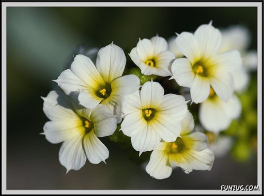 Green & White Beautiful Flowers
