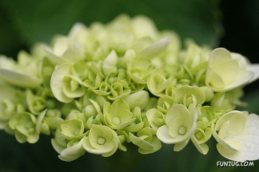 Green & White Beautiful Flowers