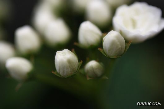 Green & White Beautiful Flowers