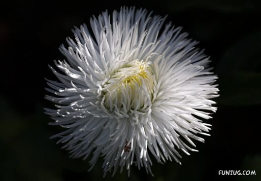 Green & White Beautiful Flowers